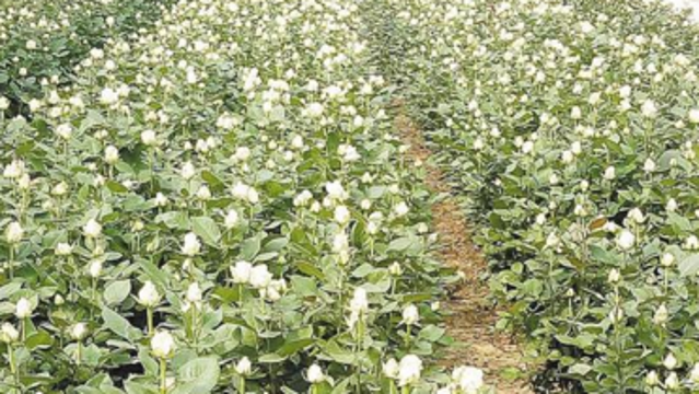 “一見鐘情 玫瑰之約”周口相親會(huì)將于4月28日浪漫開啟