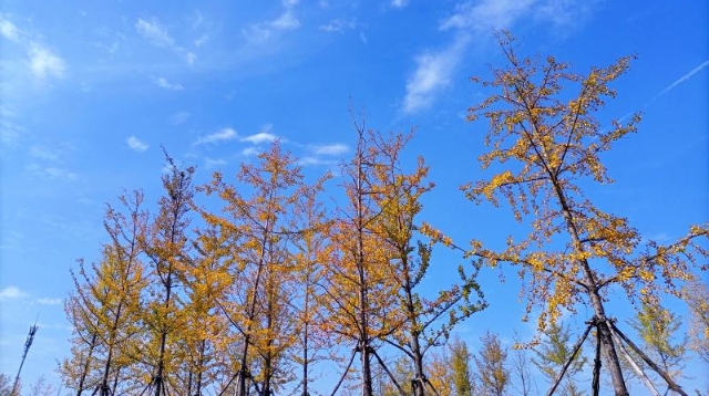 ?多彩的秋天，繽紛的秋葉