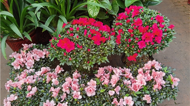 火紅年宵花，美麗過(guò)新年