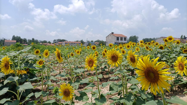 [鹿邑]馬鋪鎮(zhèn)：廢閑土地開出“幸?；ā?> </a></TD>             </TR>           </TBODY>         </TABLE>         <TABLE class=margin_4 border=0 cellSpacing=0 cellPadding=0 width=