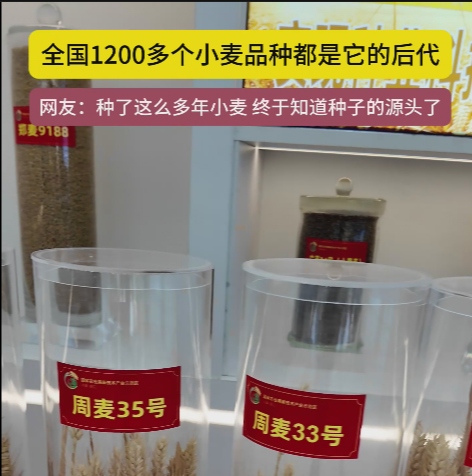 周口國家農(nóng)高區(qū)展示的種子資源，全國1200多個小麥品種都是它的后代!